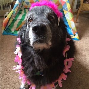 Meet your Posher, Bernadette